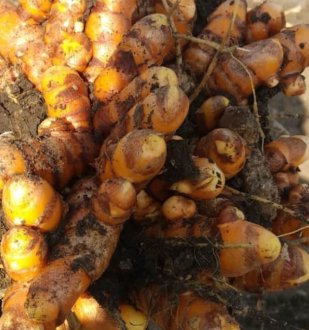 Yellow Organic Turmeric Whole ( Haldi)