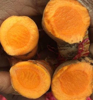 Yellow Organic Turmeric Whole ( Haldi)
