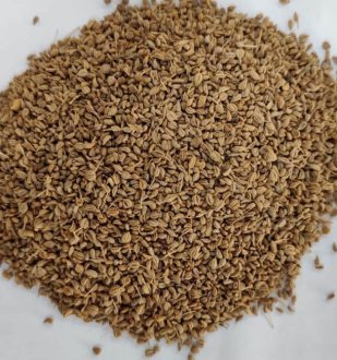 Carom-Ajwain