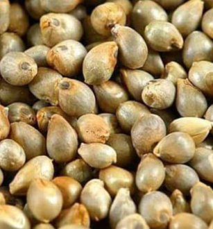 Bajra Seeds