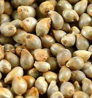 Bajra Seeds