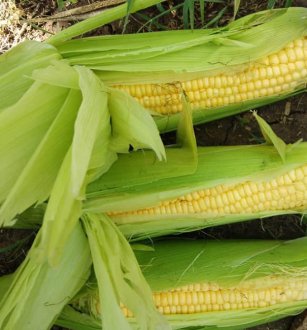 Sweet Corn