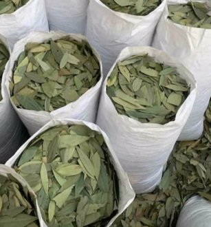 Cinnamomum Tamala – Tej Patta