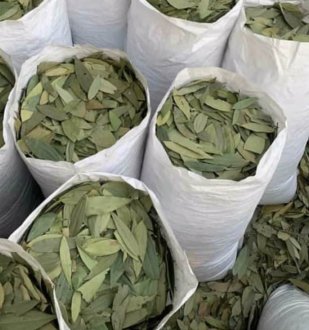 Cinnamomum Tamala – Tej Patta