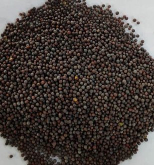 Mustard Seeds