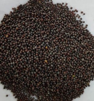 Mustard Seeds