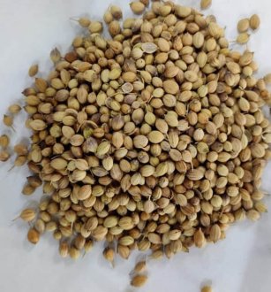 Coriander Seeds