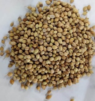 Coriander Seeds