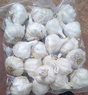 Garlic