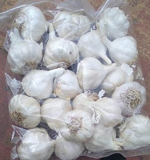 Garlic