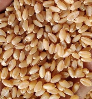 Wheat