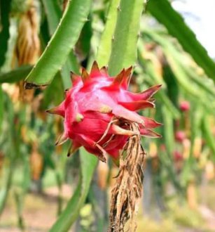 Dragon Fruit – Kamalam