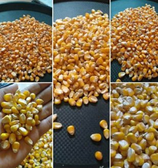 Sweet Corn Seeds